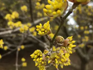 The Webster Arboretum