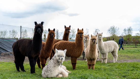Alpacafarm Riethoven