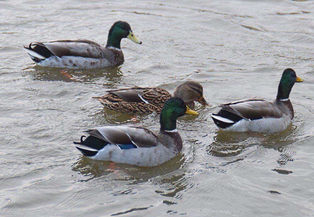 Hammond’s Pond