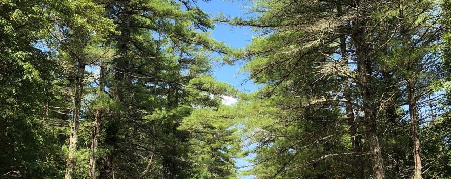 Freetown-Fall River State Forest