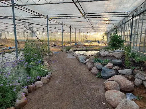 Koi Garden