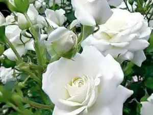Naif Umaz Parkı