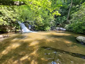 Francis Marion & Sumter National Forests