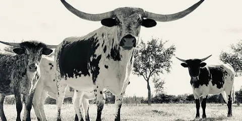 Scarborough-Linebery House