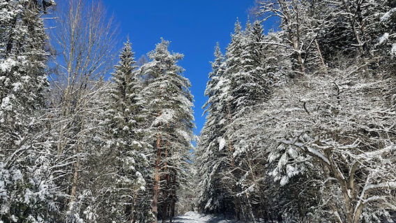 Morgan Hill State Forest