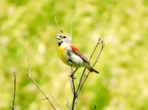 Broken Kettle Grasslands Preserve