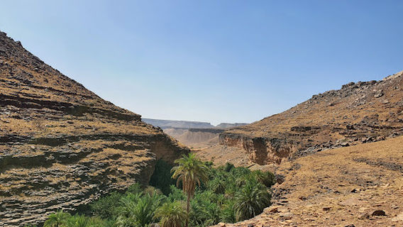 Tegrit palmier dattier - hurmalıkları
