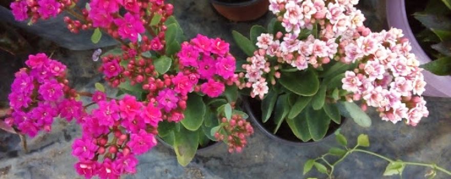 Vivero Juquilita