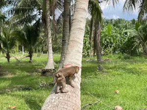 Monkey Training College ONLY OPEN ON APPOINTMENT /วิทยาลัยฝึกลิง