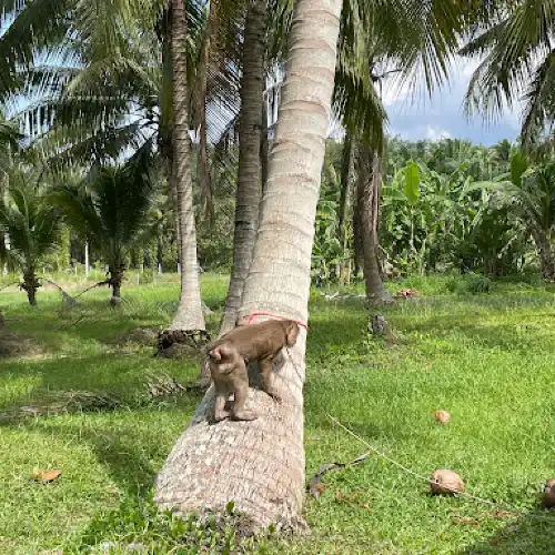 Monkey Training College ONLY OPEN ON APPOINTMENT /วิทยาลัยฝึกลิง