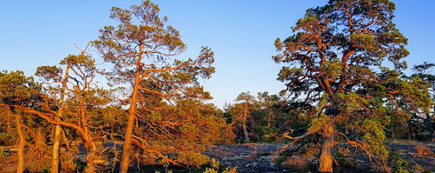 Djupviksgrottan