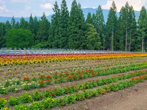 Misato Lavender Garden