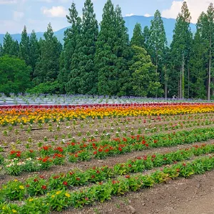 美郷町ラベンダー園