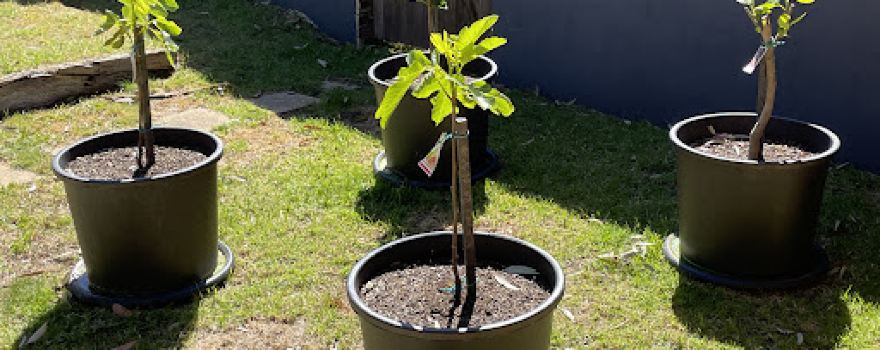Perth Mobile Nursery