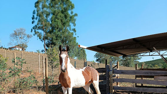 Haras Silva Tomé (ST)