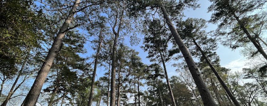 Jim Hogg Park