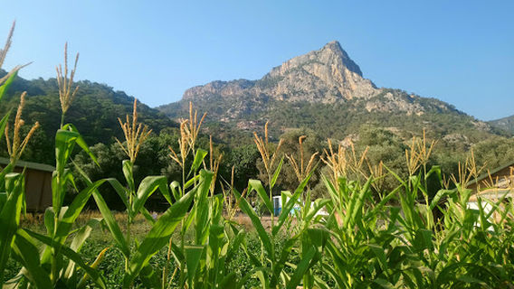 Uzunyurt