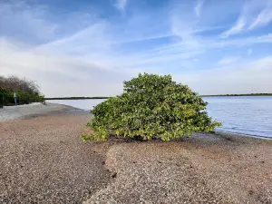 Shell Island (Deourum Bu Mag)