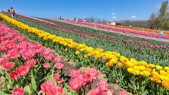 TulipGarden Rétköz