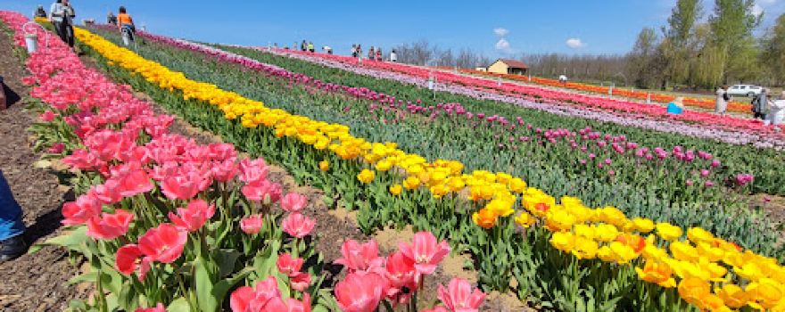 TulipGarden Rétköz
