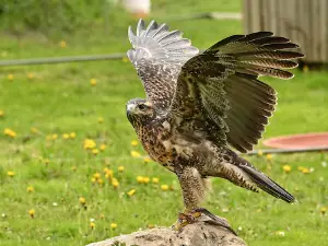Greifvogelpark Menter