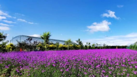 Paddy Field Park