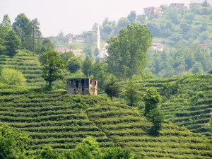 Çataklı Stream
