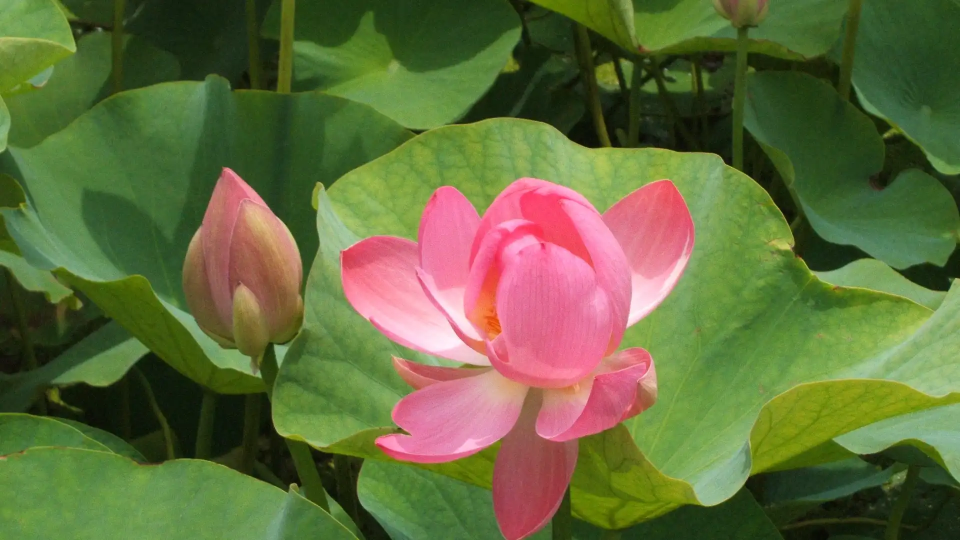 Hotels near Chiba Park