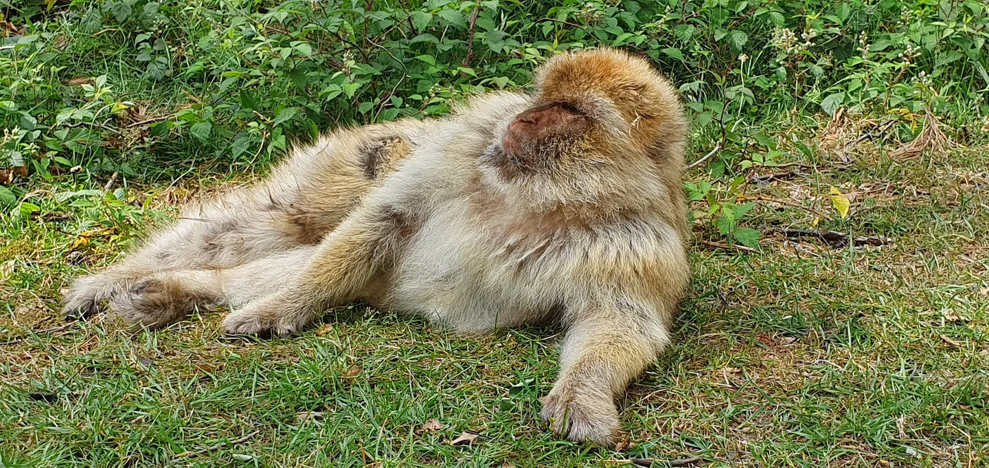 4_Toboggan run and monkey forest Malchow GmbH