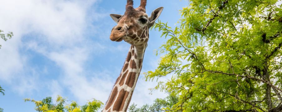 มัลท์โนมาห์ เคาน์ตี