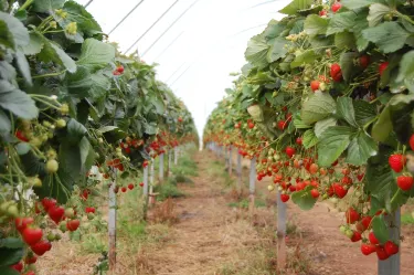 Belhaven Fruit Farm
