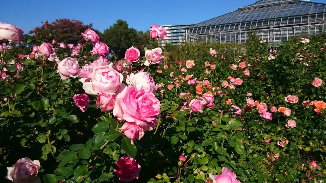 Hotels near Keisei Rose Garden