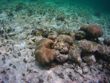 Turneffe Reef