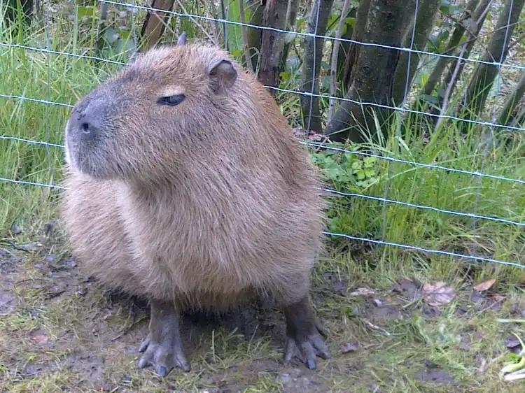 Các khách sạn ở Henryd