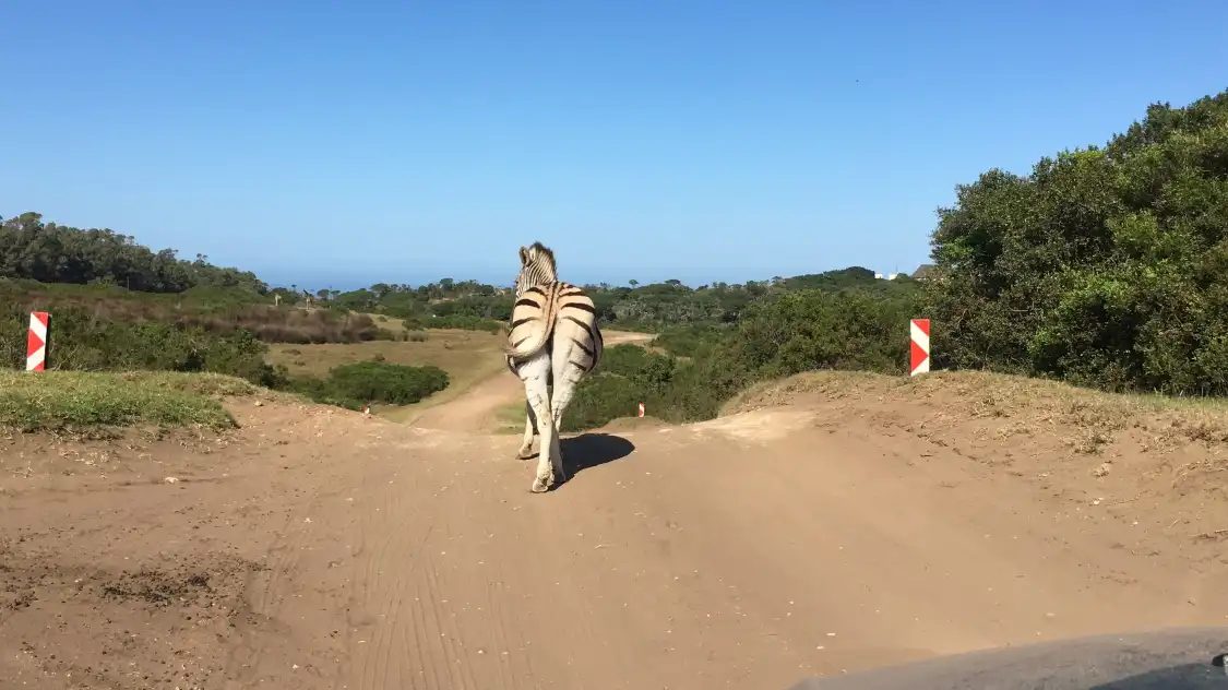 Hotels near Seaview Lion Park