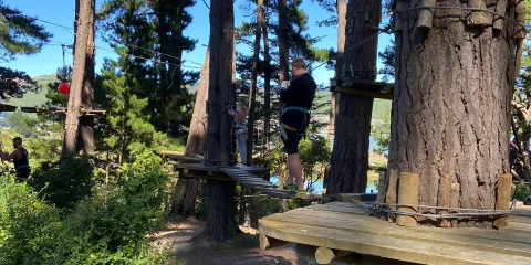 威靈頓腎上腺素森林