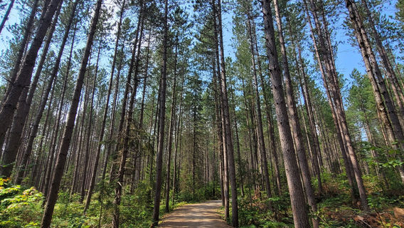 Algonquin Logging Museum