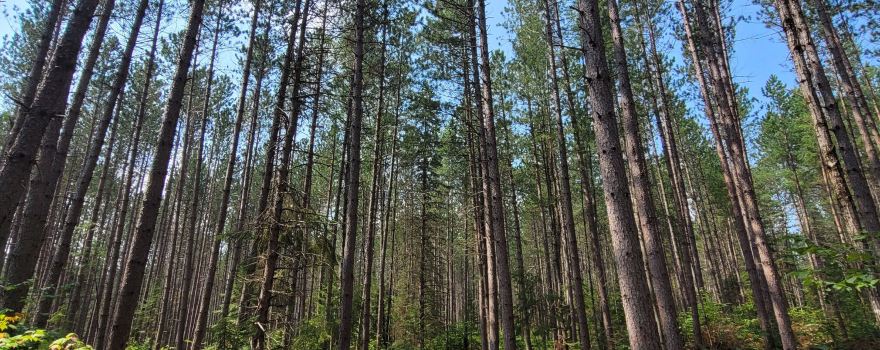 Algonquin Logging Museum