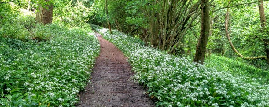 Mortimer Forest