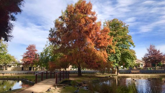 Cook Park