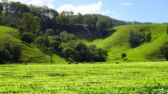 Madura Tea Estates