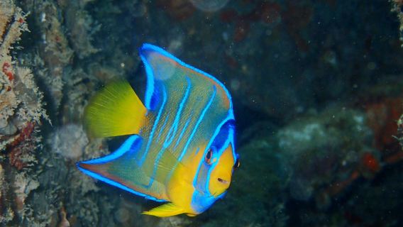 Scooter Snorkeling