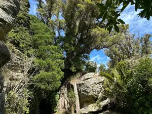 The Grove Scenic Reserve