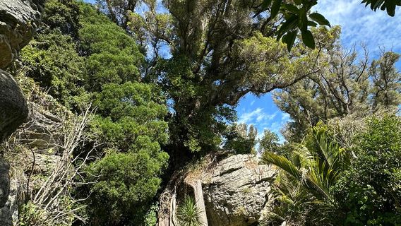 The Grove Scenic Reserve