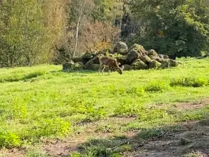 Wildpark Differten
