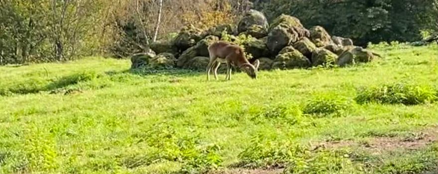 Wildpark Differten