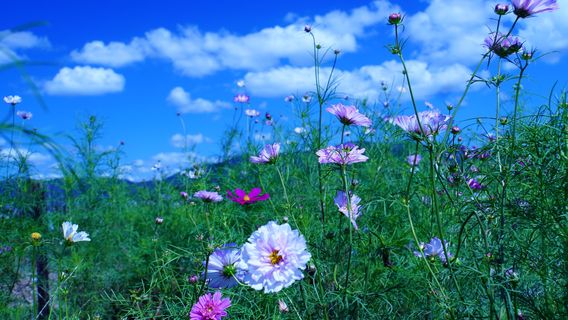 Kyoto Tamba, Kameoka Yumecosmos Garden