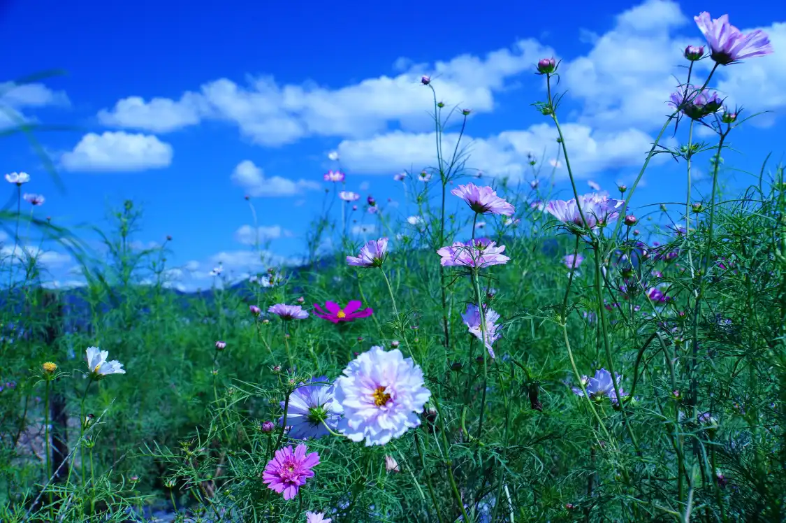 Hotels near Kyoto Tamba, Kameoka Yumecosmos Garden