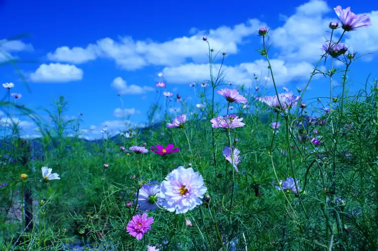 Hotels near Kyoto Tamba, Kameoka Yumecosmos Garden