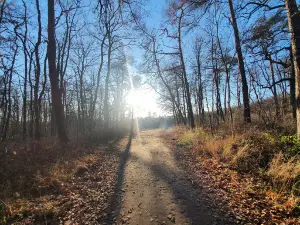 Dölauer Heide